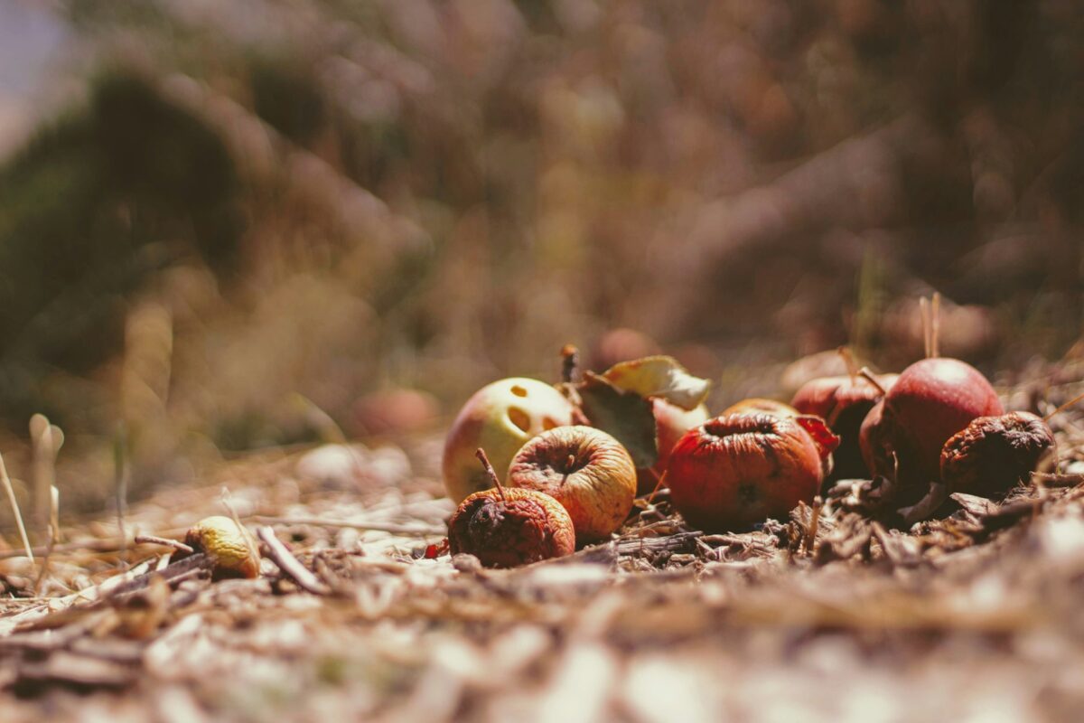 Compost en été