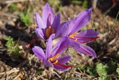 crocus sativus pour faire du safran maison