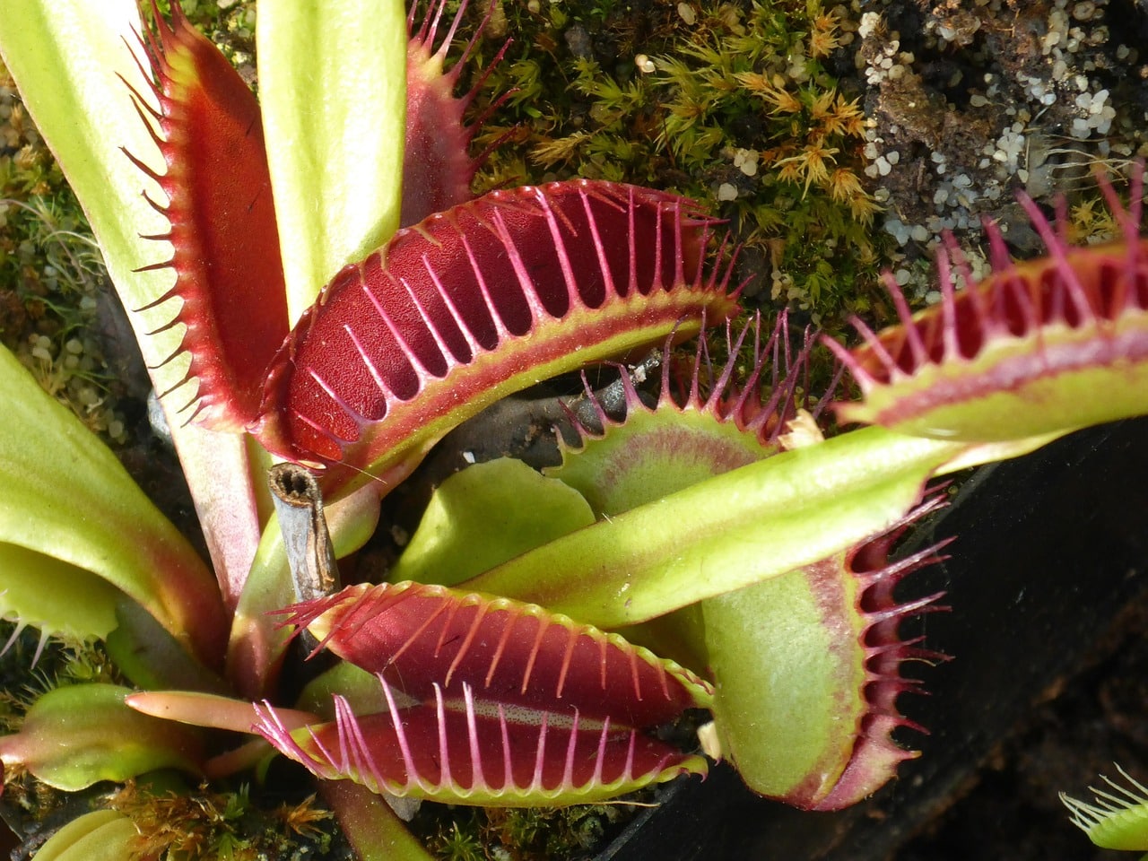 Plantes carnivores Dionaea muscipula