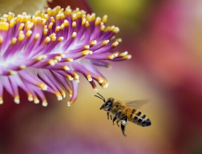 Faire danser les abeilles