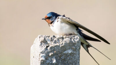 hirondelles dans le jardin