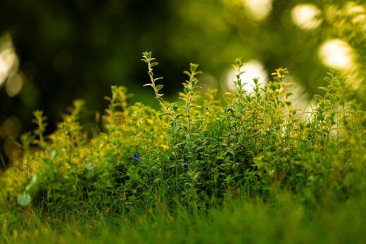 Jardin et coins délaissés