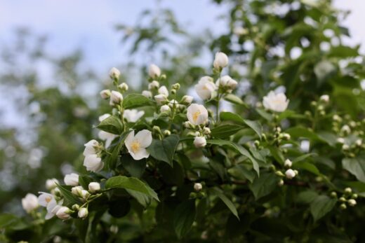 Jasmin officinal