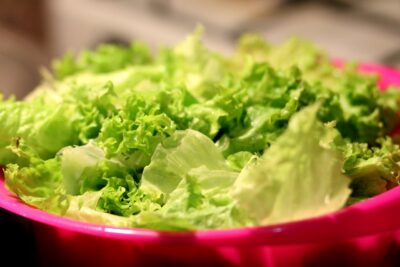 Laitue du potager