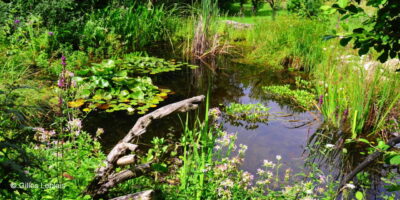 Mare nature jardin