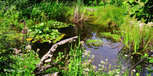 Mare nature jardin