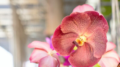 orchidée
