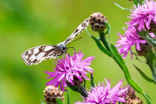 Papillon biodiversité