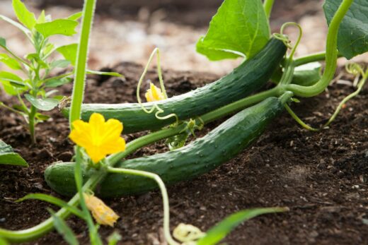Potager en juillet