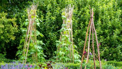 Potager vertical