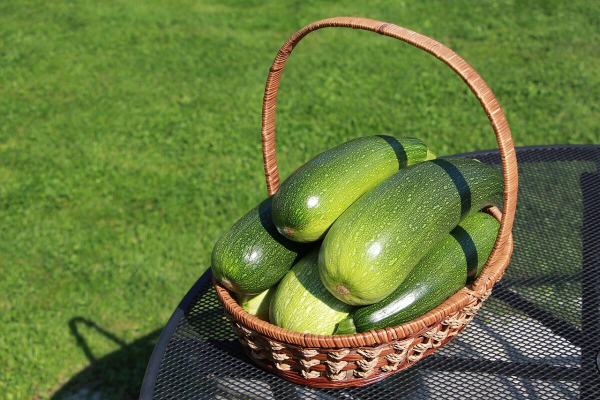 Récolte courgette