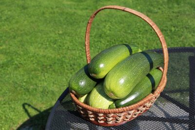 Récolte courgette