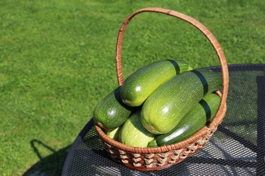 Récolte courgette