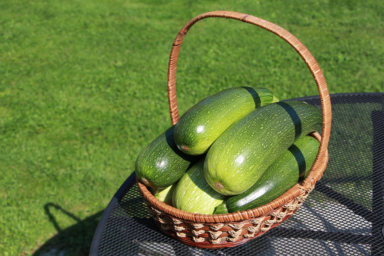 Récolte courgette