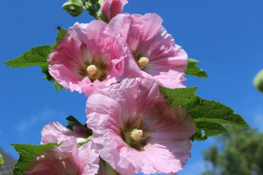 Rose tremière
