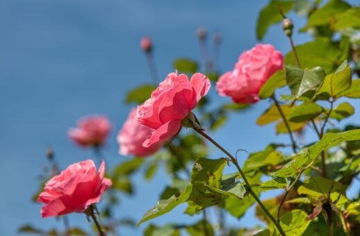 Rosiers en plein été