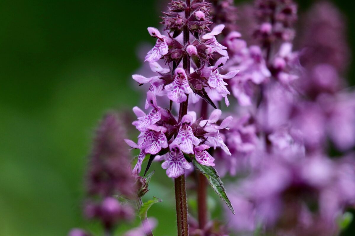 stachys-palustris