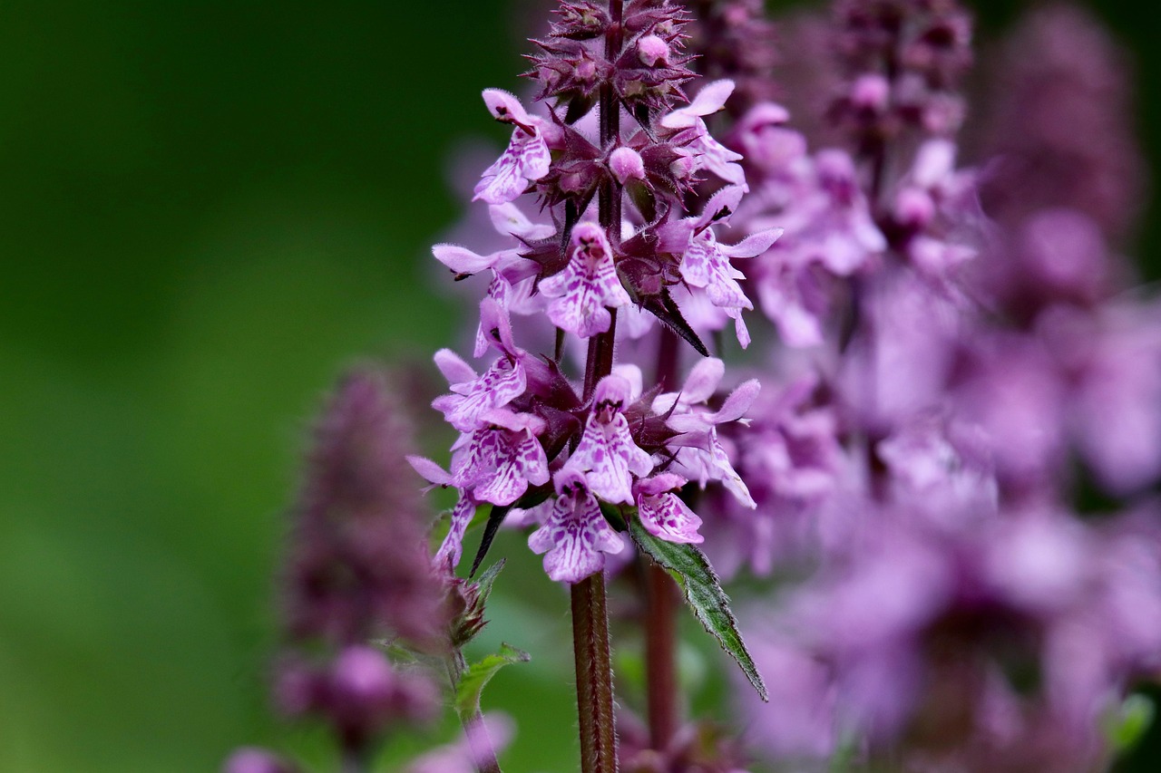 stachys-palustris