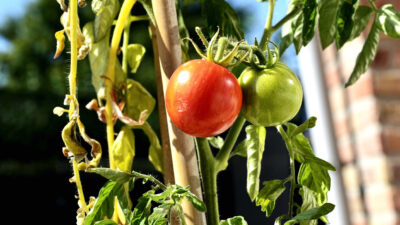tomates fendues dans le potager