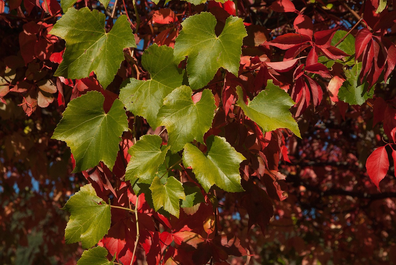 Vigne vierge pour habiller un mur plein sud