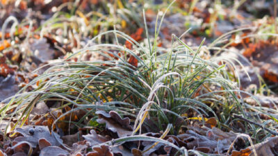 adventices herbes