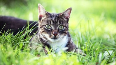 animaux dans le jardin