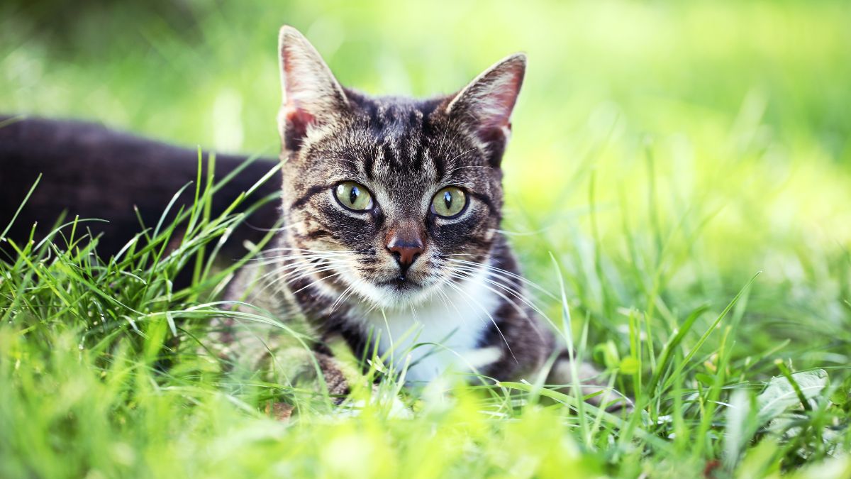 animaux dans le jardin
