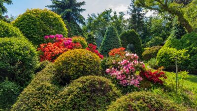 beau jardin été