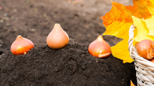 bulbe d'automne jardin