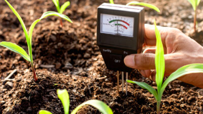 canicule potager