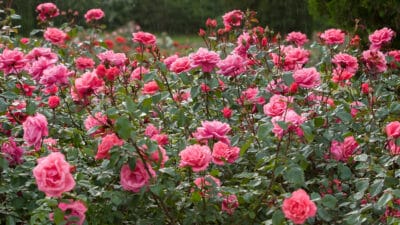 champ de roses