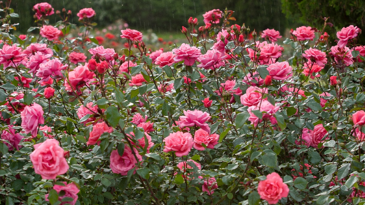champ de roses