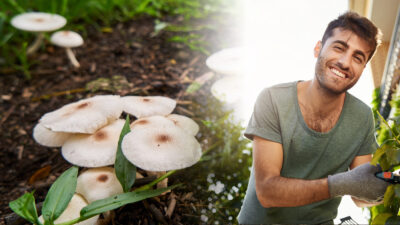 champignon dans le jardin