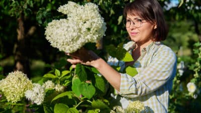 couper hortensias