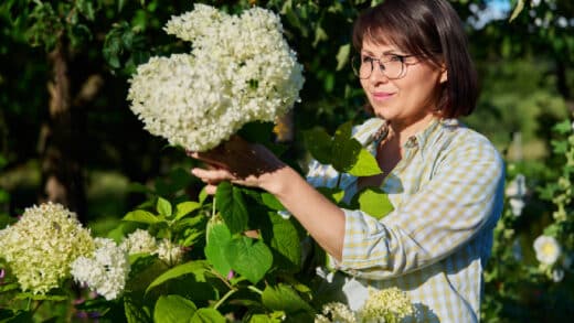 couper hortensias