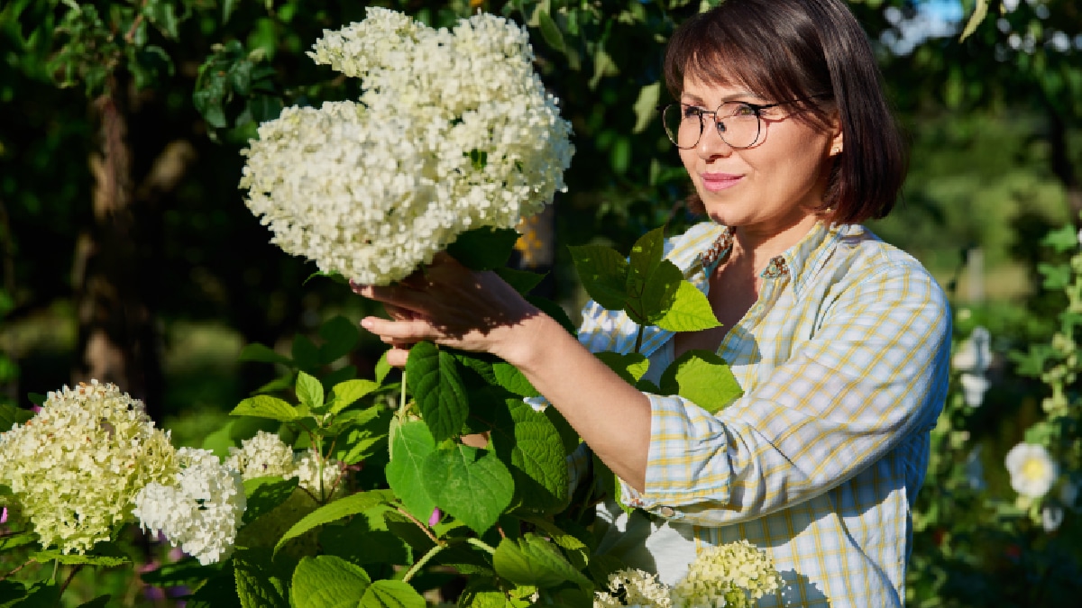couper hortensias