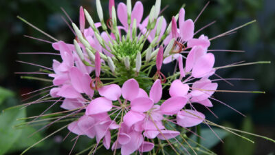 fleur gaura
