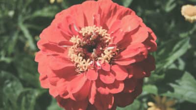 fleurs du jardin