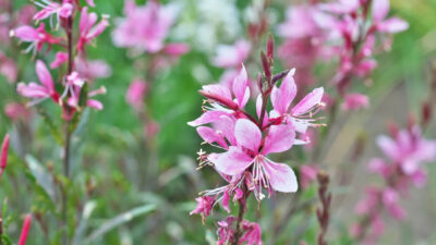fleurs Gaura