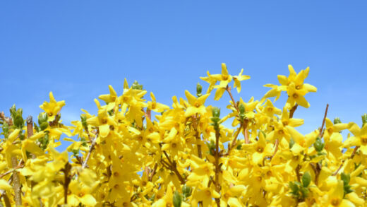 Forsythia