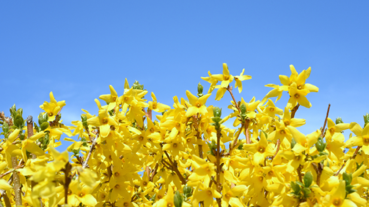 Forsythia