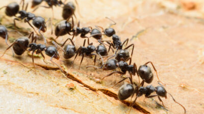 fourmis