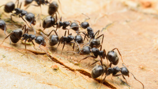 fourmis
