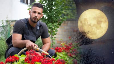 jardinage avec la lune
