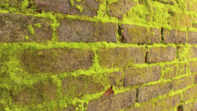 mousse sur les murs