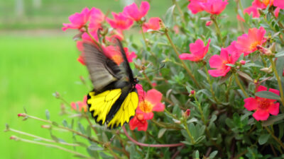 papillons jardin