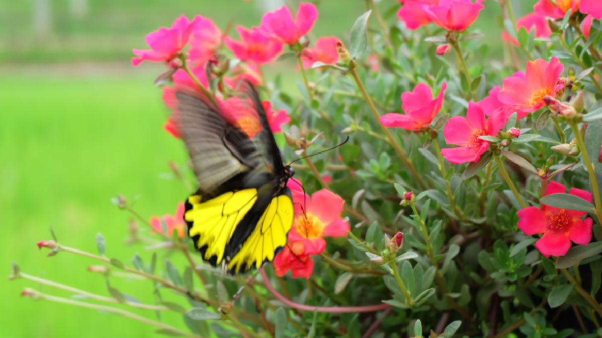 papillons jardin
