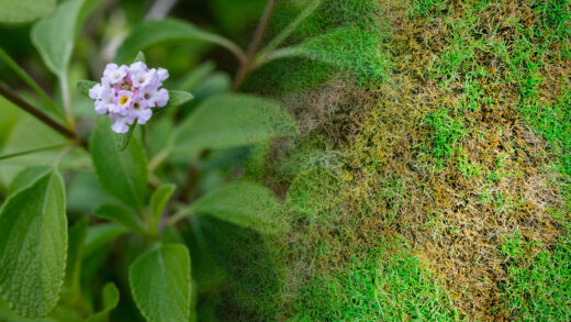 pelouse en été