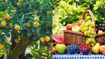 petits fruits jardin