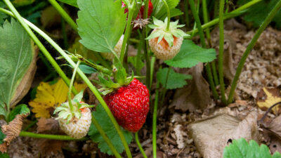 plant de fraisiers